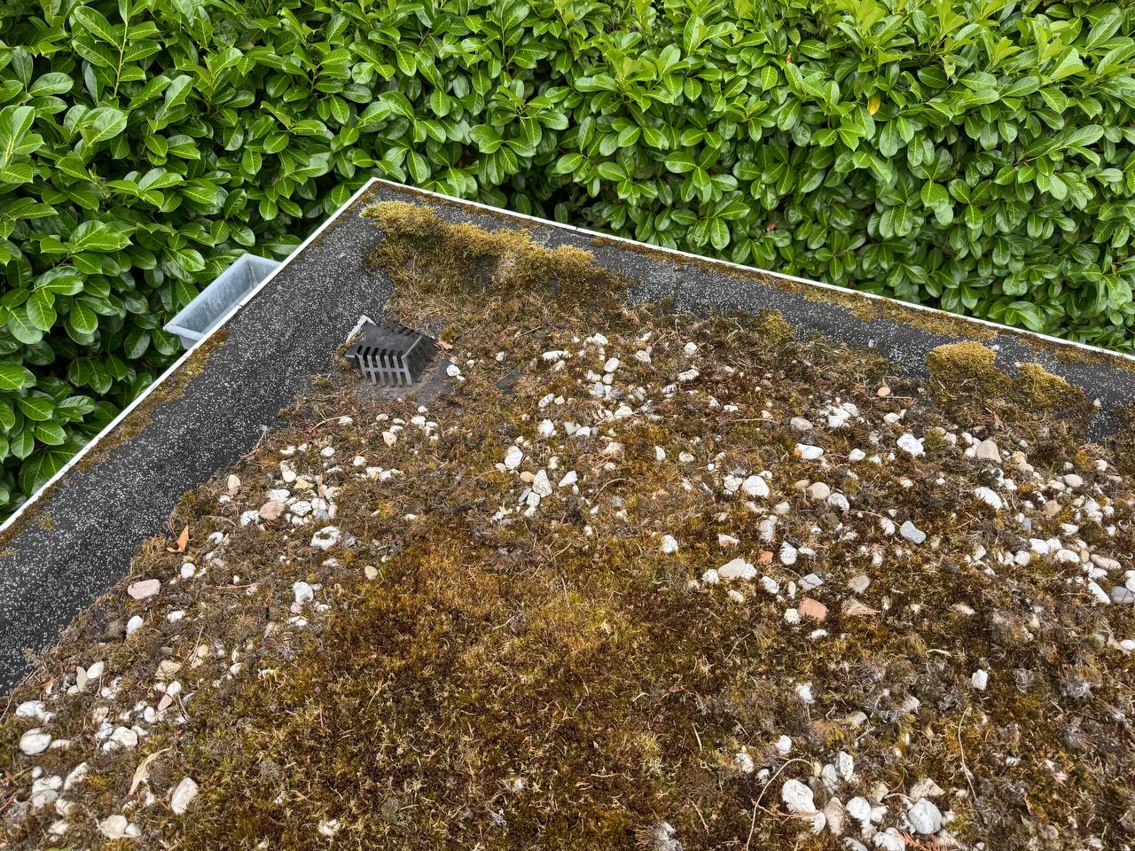 Verstopte dakafvoer met mos en grind op een plat dak